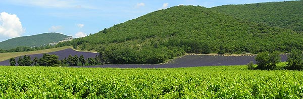 vignes et lavande